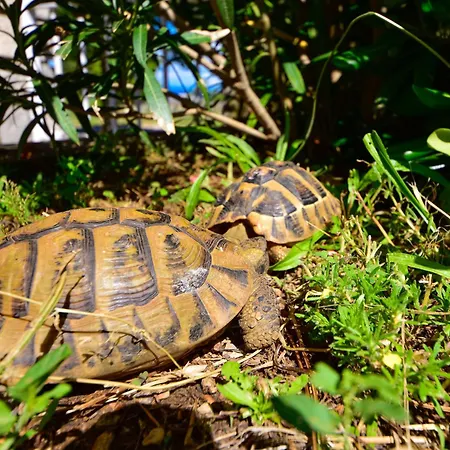 Adriana-1 By Interhome 公寓 *